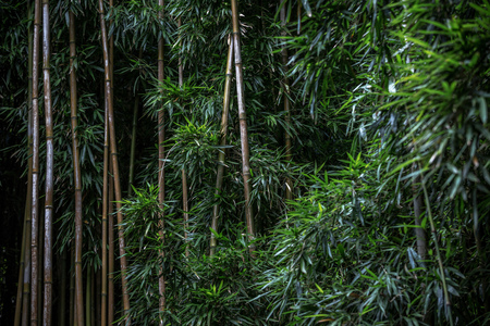 Green Bamboo forest patternの写真素材
