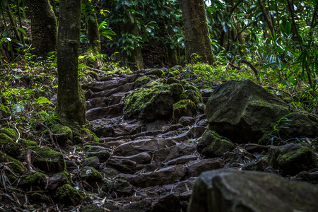 Roots and rocks in green mossy forestの写真素材