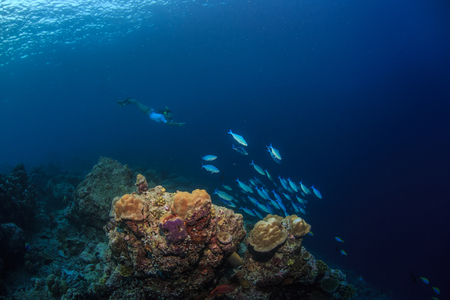 Underwater sport, snorkeling travel activity, coral reef, deep blue waterの写真素材