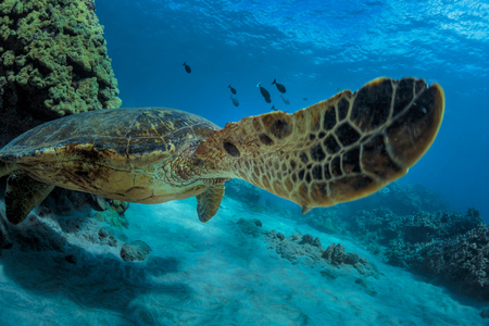 Sea turtle in natural habitat. Ocean wildlife animal underwater. Coral reef with fishの写真素材