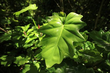 Tropical forest big green leaves on backgroundの写真素材