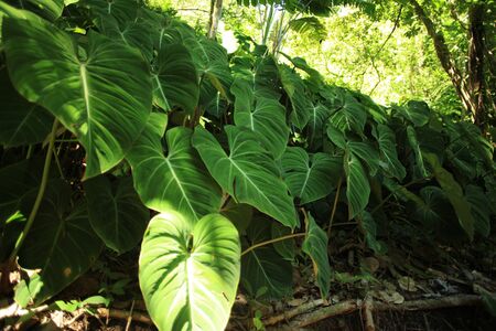 Tropical forest big green leaves on backgroundの写真素材
