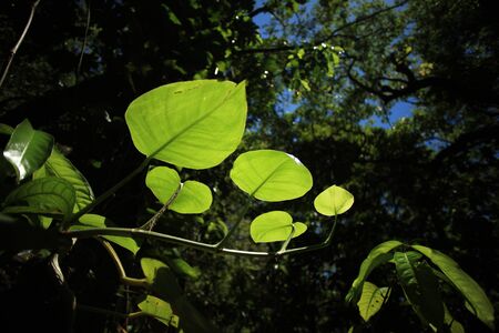 Tropical forest big green leaves on background