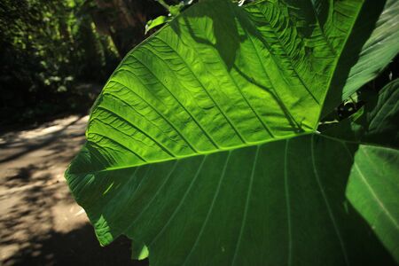 Tropical forest big huge green leaf on backgroundの写真素材