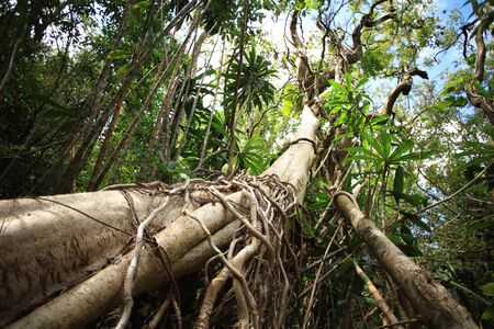 Tropical forest with high trees and roots on themの写真素材
