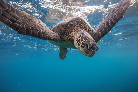 Sea turtle underwater floating over sand near water surface. Front viewの写真素材