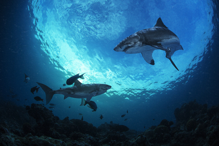 Sharks under the seaの写真素材