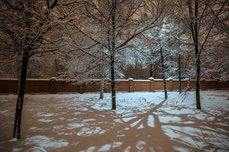 Winter view in a park at nigh time, trees covered with snow with street light on backgroundの写真素材