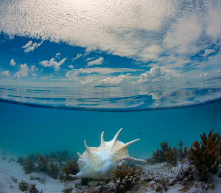 Peaceful sea background with calm reflected water, rich clouds and tropical seashell underwaterの写真素材