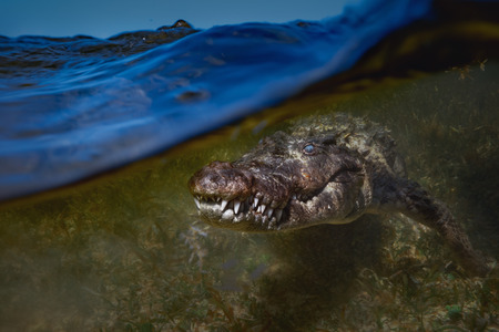 Saltwater crocodile closeup underwater shot