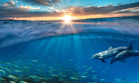 Beautiful tropical sea underwater background with traveling dolphins in blue water の写真素材