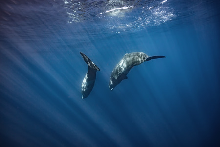 Whales in Blue ocean Waterの写真素材