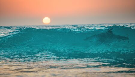 Sunset ocean wave with shark in it, tropical surfing sea backgroundの写真素材