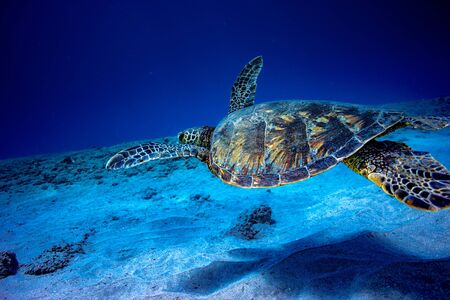 A turtle underwater in deep blue ocean hovering over sandy bottom background
の写真素材