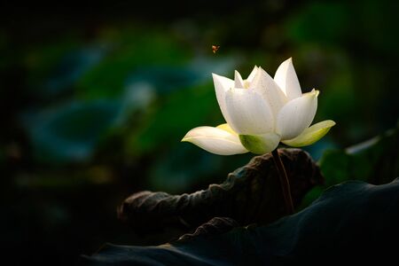 White Lotus Flower and Flying Bee on a Dark Background. The shoot was taken in Puchong, Selangor, Malaysia.の写真素材
