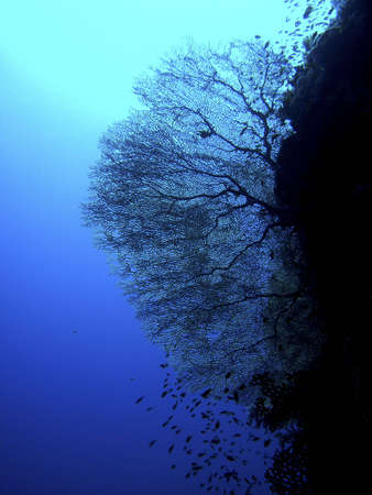 Gorgonianの写真素材