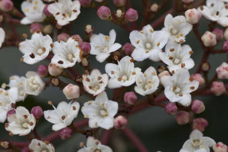 flowers of viburnumの写真素材
