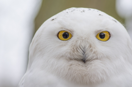snowowlの写真素材