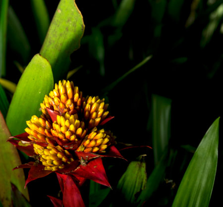 beautiful flower in the darkの写真素材