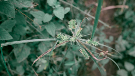 Thorny Wild Plants On My Trackの写真素材
