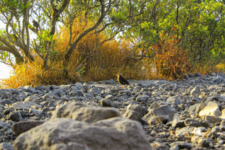 Wild Bird on Rocky Ground in Natural Forest Landscape at Golden Hourの写真素材