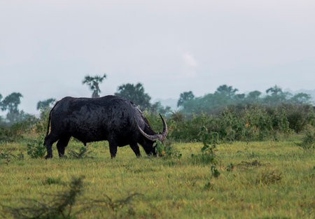 Single Buffalo Herd Grazing on Vast Savanna Baluran National Park East Javaの写真素材