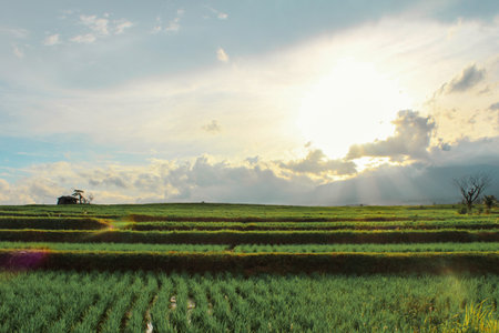 Lush Green Terraced Rice Fields with Sunlight and Wooden Hut in Countryside, Indonesia