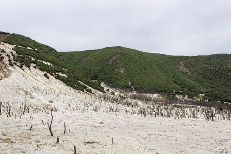 Dry Geothermal Area with Dead Trees and Sulfur landsの写真素材