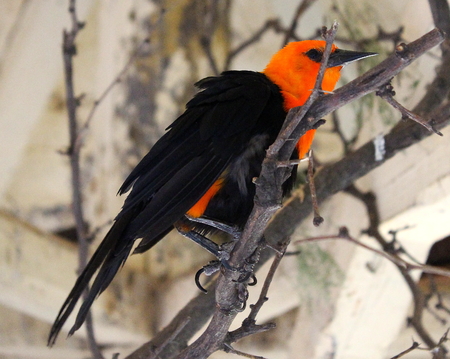 beautiful bird