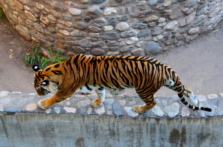 tiger