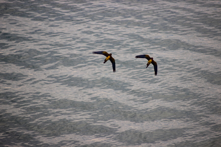 two wild parrots flying over the sea