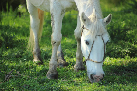 white horse muzzleの写真素材