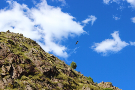 eagle in flightの写真素材