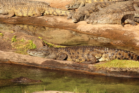 Crocodilesの写真素材
