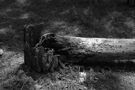 Fallen treeの写真素材