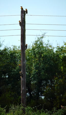 woodpeckersの写真素材