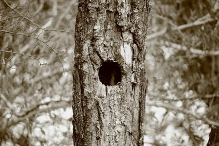 woodpecker nestの写真素材