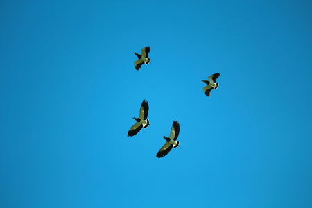 teros flyingの写真素材