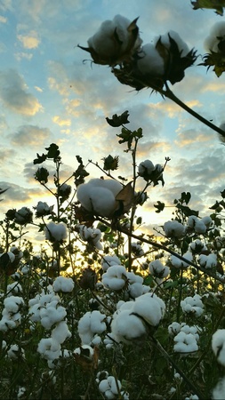 Cultivation of cottonの素材