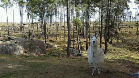 White Llamaの素材