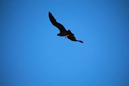 Condor flying