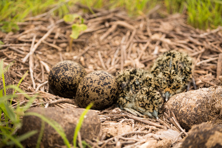 just born terosの写真素材