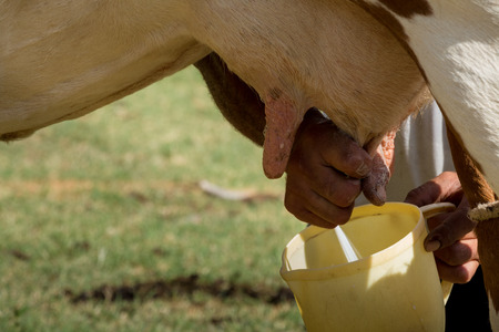 milking a cow