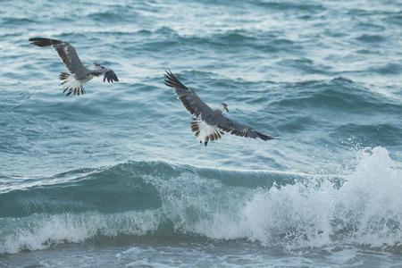 seagulls hunting
