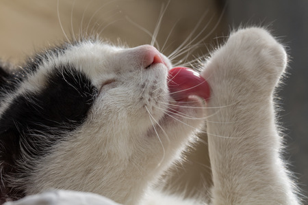 licking catの写真素材