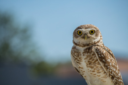 cute owlの写真素材