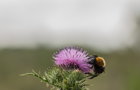Bumblebee pollinating cactus flowerの写真素材