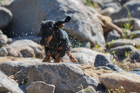 Dachshund drying after a bathの写真素材