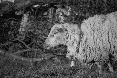 sheepの写真素材