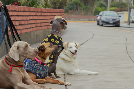 Dog walker taking a restの写真素材